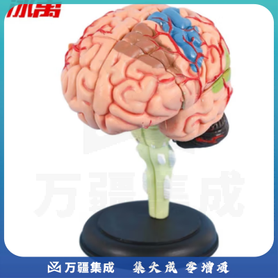 冰禹 BYA-522 4D拼装大脑模型 脑部结构解剖可拆卸模型 含底座