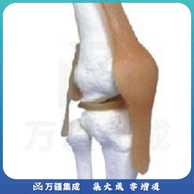 上海康人-膝关节功能模型（附韧带）