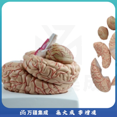 上海康人-脑动脉模型（9部件）