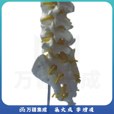 上海康人-腰椎模型