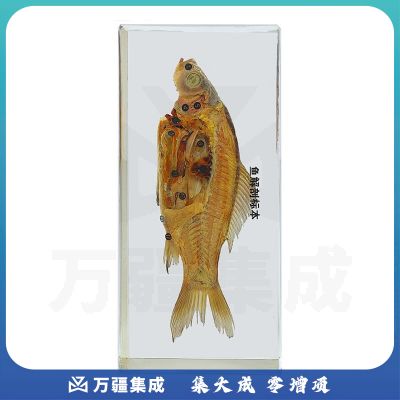 中元生物/ZYBio 望海楼 包埋鱼解剖标本 初中生物教学仪器