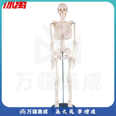 冰禹 BYA-520 人体骨骼模型 全身骨架展示教学模型 85cm