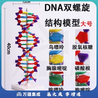 六鑫DNA双螺旋结构模型 高中生物遗传基因鸟嘌呤腺嘌呤胞嘧啶胸腺脱氧核糖分子教学教具演示仪器 DNA双螺旋【立式】