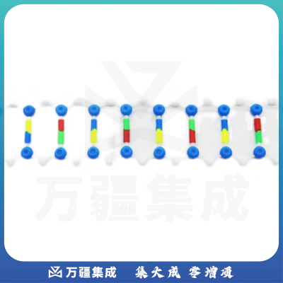 惠利得 脱氧核糖核酸生物遗传基因实验器材教学仪器旋转自如组装简单DNA双螺旋结构模型组件分子模型