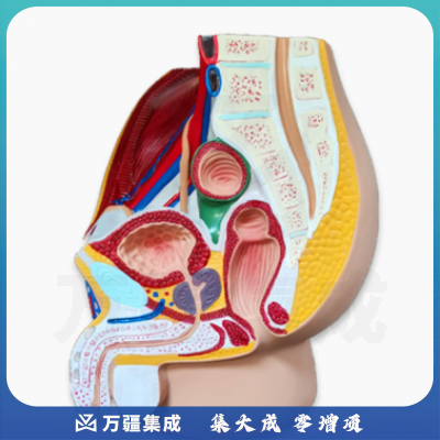 蓝蝶 盆腔正中矢状切面模型矢状解剖模型生殖器解剖 1部件男性盆腔